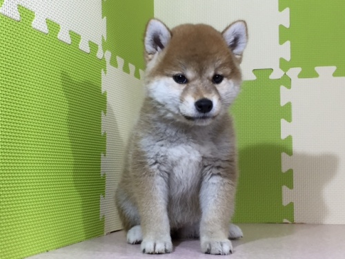 柴犬の子犬(ID:1262511018)の4枚目の写真/更新日:2016-05-16