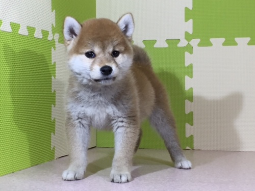 柴犬の子犬(ID:1262511018)の5枚目の写真/更新日:2016-05-16