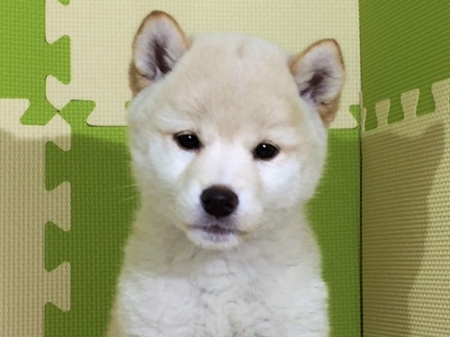 柴犬の子犬(ID:1262511019)の1枚目の写真/更新日:2016-05-16