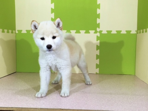 柴犬の子犬(ID:1262511019)の3枚目の写真/更新日:2016-05-16