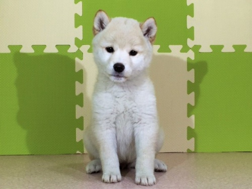 柴犬の子犬(ID:1262511019)の4枚目の写真/更新日:2016-05-16