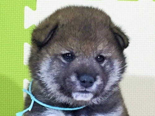 柴犬の子犬(ID:1262511020)の1枚目の写真/更新日:2016-05-21