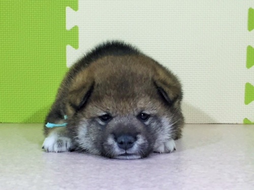 柴犬の子犬(ID:1262511020)の2枚目の写真/更新日:2016-05-21