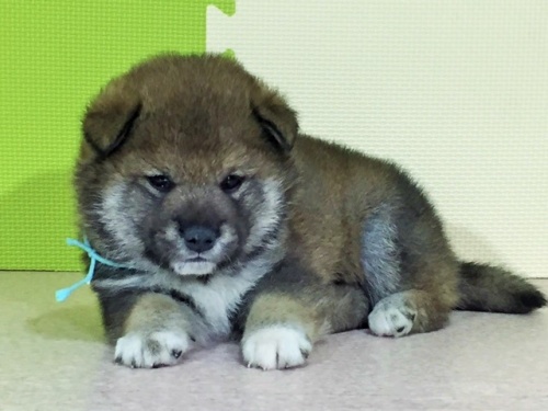 柴犬の子犬(ID:1262511020)の3枚目の写真/更新日:2016-05-21