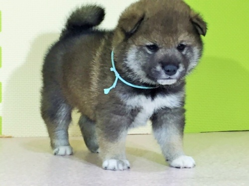 柴犬の子犬(ID:1262511020)の4枚目の写真/更新日:2016-05-21