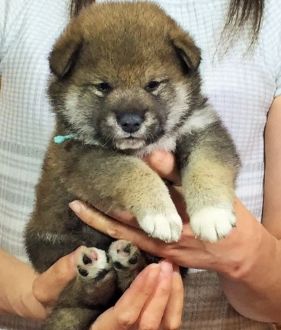 柴犬の子犬(ID:1262511020)の5枚目の写真/更新日:2016-05-21