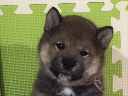 柴犬の子犬(ID:1262511021)の1枚目の写真/更新日:2016-06-02