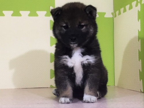 柴犬の子犬(ID:1262511022)の3枚目の写真/更新日:2016-06-01