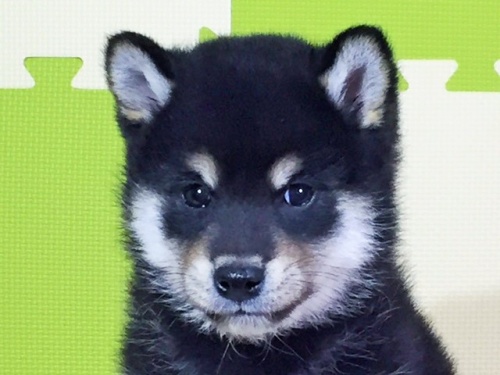 柴犬の子犬(ID:1262511023)の1枚目の写真/更新日:2016-05-24