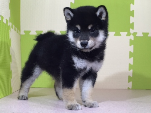 柴犬の子犬(ID:1262511023)の2枚目の写真/更新日:2016-05-24