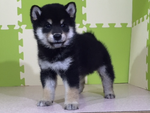 柴犬の子犬(ID:1262511023)の3枚目の写真/更新日:2016-05-24