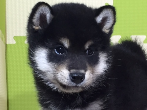 柴犬の子犬(ID:1262511023)の4枚目の写真/更新日:2016-05-24