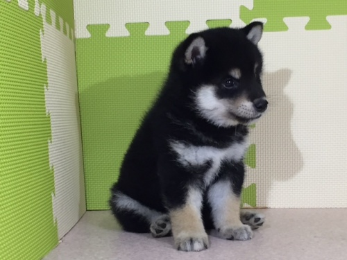 柴犬の子犬(ID:1262511023)の5枚目の写真/更新日:2016-05-24