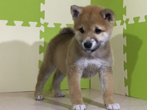 柴犬の子犬(ID:1262511024)の2枚目の写真/更新日:2016-05-25