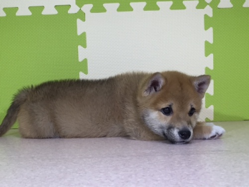 柴犬の子犬(ID:1262511024)の3枚目の写真/更新日:2016-05-25