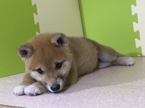 柴犬の子犬(ID:1262511024)の5枚目の写真/更新日:2016-05-25