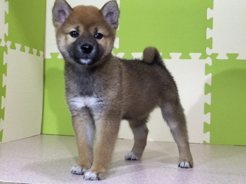 柴犬の子犬(ID:1262511025)の3枚目の写真/更新日:2016-06-30