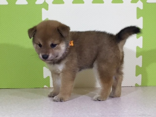 柴犬の子犬(ID:1262511026)の3枚目の写真/更新日:2016-06-11