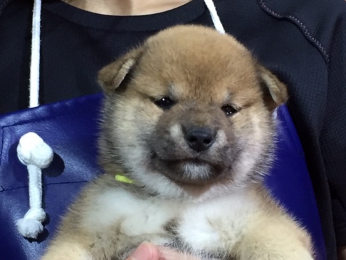 柴犬の子犬(ID:1262511027)の1枚目の写真/更新日:2016-06-11