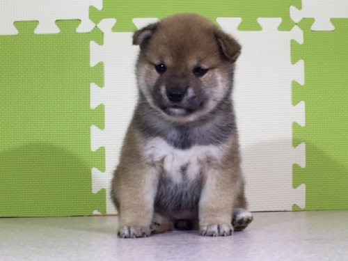 柴犬の子犬(ID:1262511027)の2枚目の写真/更新日:2016-06-11