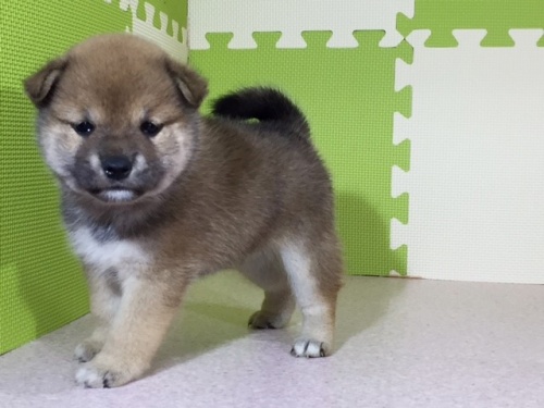 柴犬の子犬(ID:1262511027)の3枚目の写真/更新日:2016-06-11