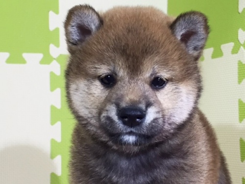 柴犬の子犬(ID:1262511028)の1枚目の写真/更新日:2016-06-22