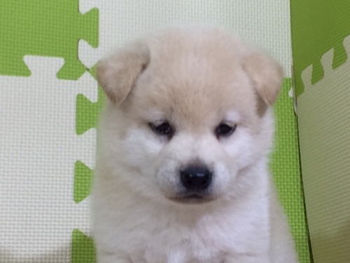 柴犬の子犬(ID:1262511029)の1枚目の写真/更新日:2016-06-11