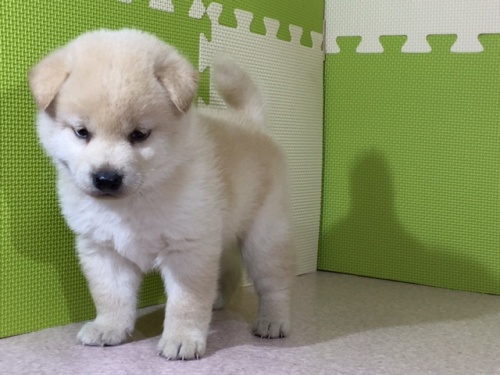 柴犬の子犬(ID:1262511029)の2枚目の写真/更新日:2016-06-11