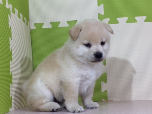 柴犬の子犬(ID:1262511029)の3枚目の写真/更新日:2016-06-11