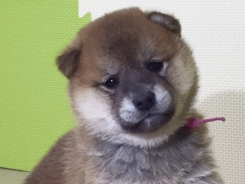 �Č��̎q���iID:1262511030�j��1���ڂ̎ʐ^/�X�V��:2016-06-12