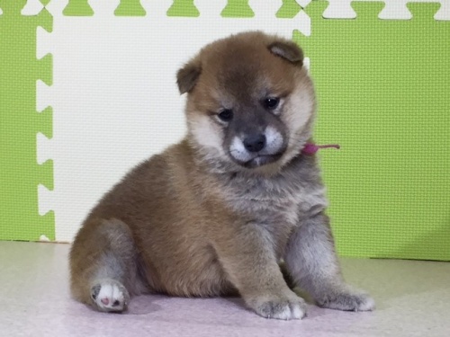 �Č��̎q���iID:1262511030�j��2���ڂ̎ʐ^/�X�V��:2016-06-12