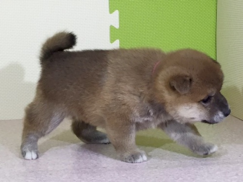 �Č��̎q���iID:1262511030�j��3���ڂ̎ʐ^/�X�V��:2016-06-12