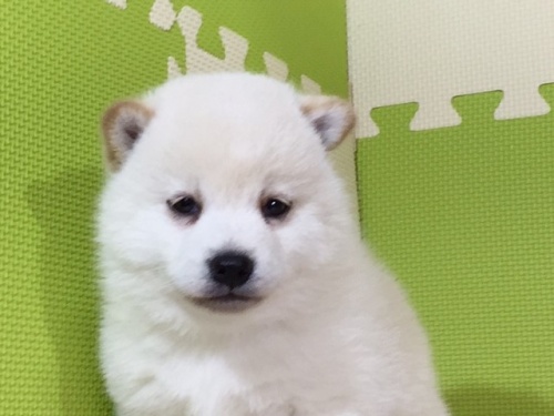 柴犬の子犬(ID:1262511031)の1枚目の写真/更新日:2016-06-14