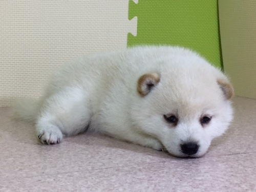 柴犬の子犬(ID:1262511031)の3枚目の写真/更新日:2016-06-14