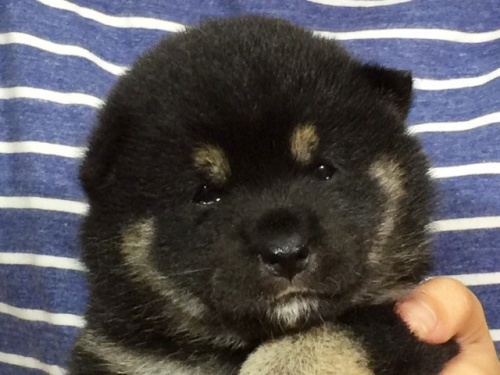 �Č��̎q���iID:1262511032�j��1���ڂ̎ʐ^/�X�V��:2016-06-17