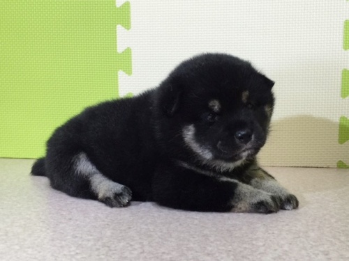 �Č��̎q���iID:1262511032�j��2���ڂ̎ʐ^/�X�V��:2016-06-17