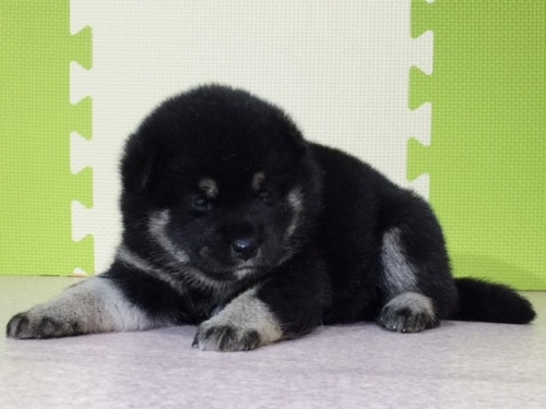 �Č��̎q���iID:1262511032�j��3���ڂ̎ʐ^/�X�V��:2016-06-17