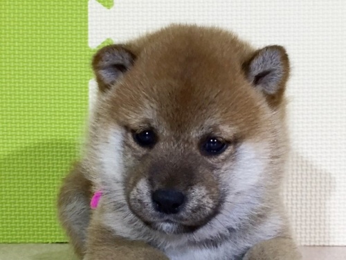 柴犬の子犬(ID:1262511033)の1枚目の写真/更新日:2016-06-18
