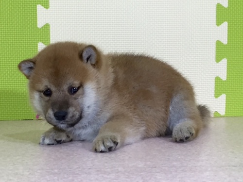 柴犬の子犬(ID:1262511033)の2枚目の写真/更新日:2016-06-18