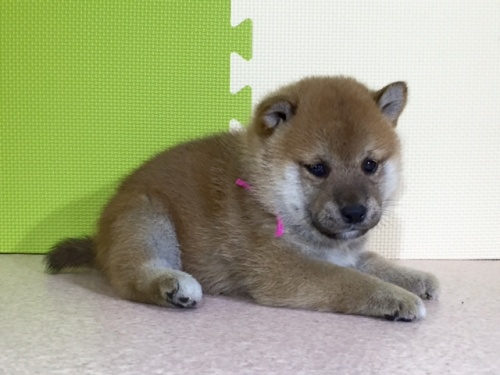 柴犬の子犬(ID:1262511033)の3枚目の写真/更新日:2016-06-18