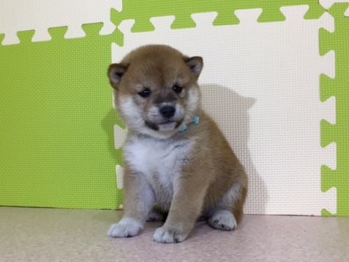 �Č��̎q���iID:1262511034�j��3���ڂ̎ʐ^/�X�V��:2016-06-18