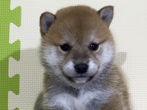 �Č��̎q���iID:1262511035�j��1���ڂ̎ʐ^/�X�V��:2016-06-18