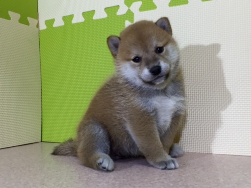 �Č��̎q���iID:1262511035�j��3���ڂ̎ʐ^/�X�V��:2016-06-18