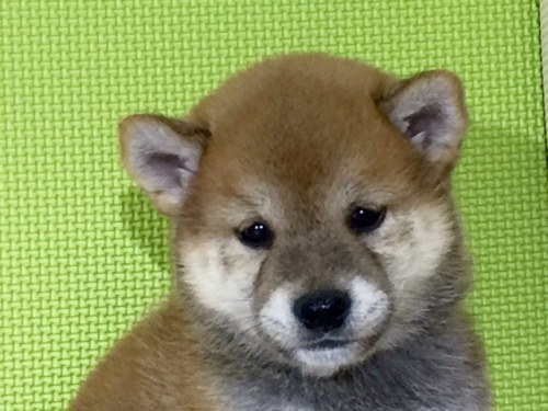 �Č��̎q���iID:1262511036�j��1���ڂ̎ʐ^/�X�V��:2016-06-29