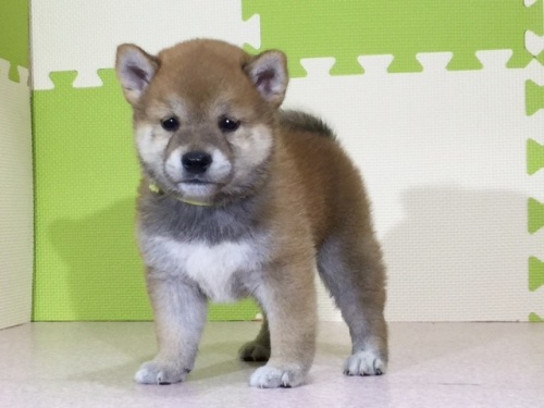 �Č��̎q���iID:1262511036�j��3���ڂ̎ʐ^/�X�V��:2016-06-29