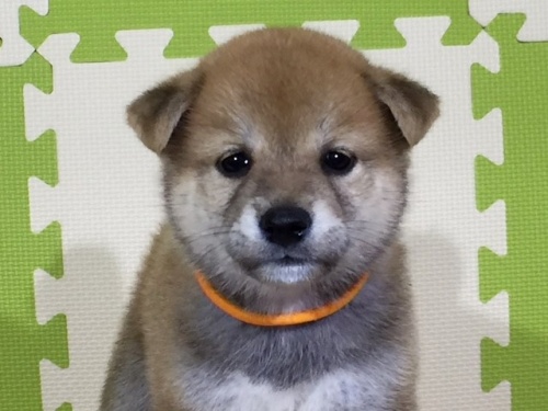 柴犬の子犬(ID:1262511037)の1枚目の写真/更新日:2016-06-29