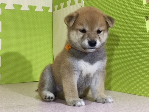 柴犬の子犬(ID:1262511037)の2枚目の写真/更新日:2016-06-29