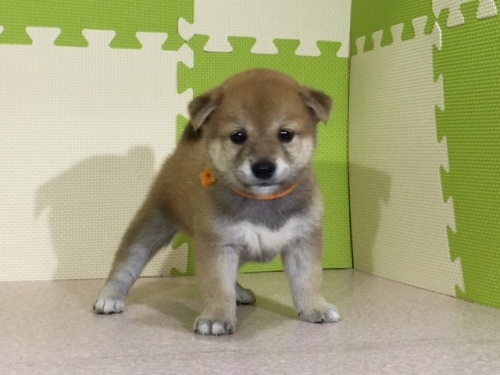 柴犬の子犬(ID:1262511037)の3枚目の写真/更新日:2016-06-29