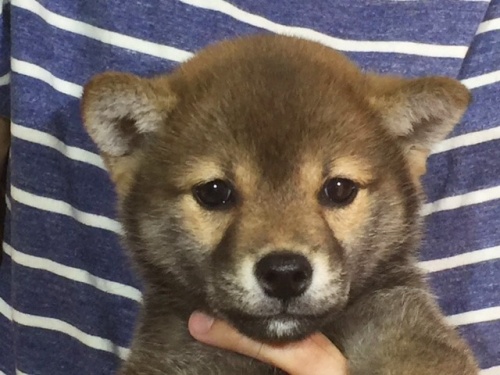 柴犬の子犬(ID:1262511038)の1枚目の写真/更新日:2016-07-02