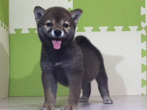 柴犬の子犬(ID:1262511038)の2枚目の写真/更新日:2016-07-02